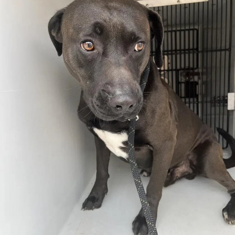 An adult medium-sized male Black Pit Bull Terrier dog named Linden for adoption in Beaumont, TX