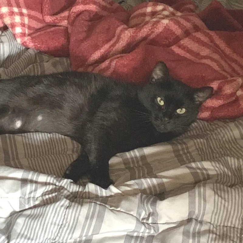An adult medium-sized female Black Domestic Short Hair cat named Cinna Meg for adoption in Eaton Rapids, MI