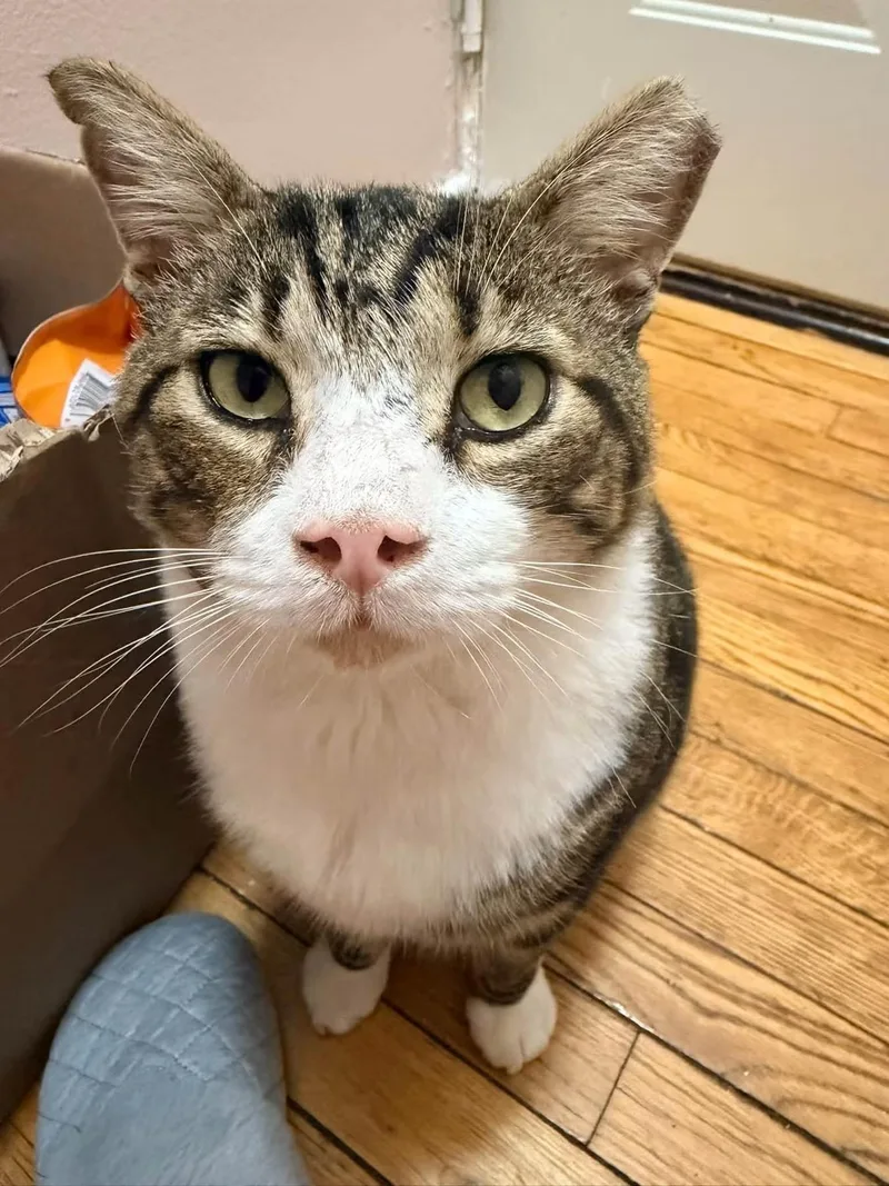 A senior extra large-sized male Tabby cat named George for adoption in Newark, NJ
