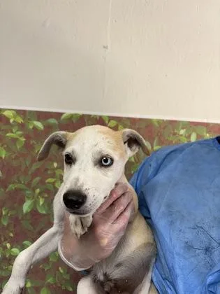 A young small-sized male Shepherd dog named Otter for adoption in San Antonio, TX