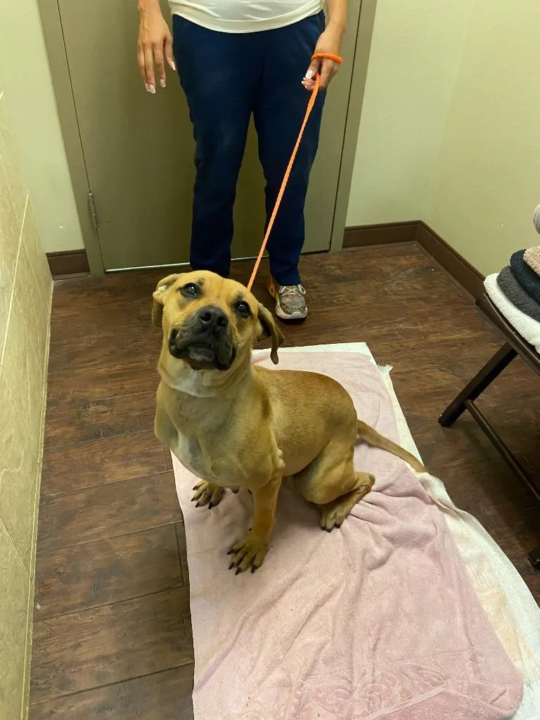 A young medium-sized female Black Mouth Cur dog named Dog Kennel Jazzy for adoption in Greenville, TX