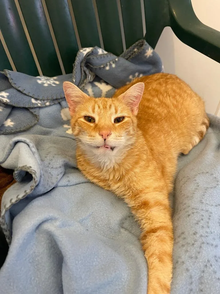 A senior medium-sized male Domestic Short Hair cat named Garfield for adoption in Bourbonnais, IL