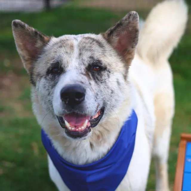 A young large-sized male Akita dog named Barry for adoption in San Antonio, TX