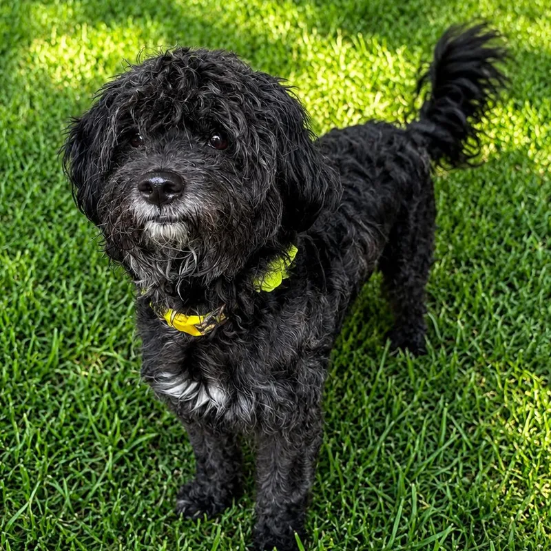 An adult small-sized female Black Terrier dog named Maggie for adoption in Sonoma, CA