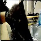 A baby small-sized male Black Domestic Short Hair cat named Fel for adoption in Pleasant Hill, CA