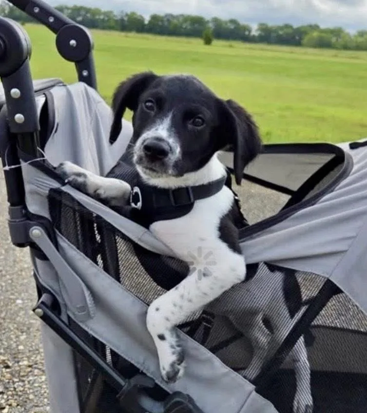 A baby medium-sized female Tricolor (Brown, Black, & White) Pointer dog named Harley Davidson for adoption in Poplar Grove, IL