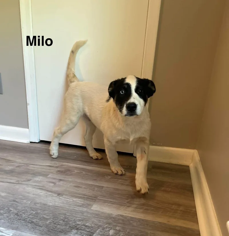 Milo