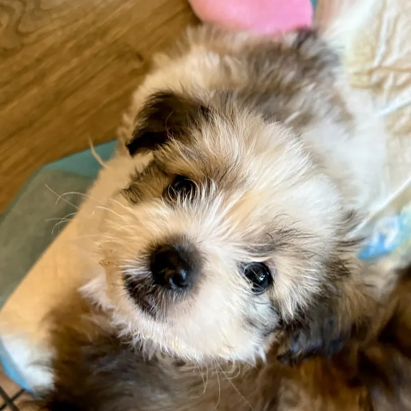 Penny