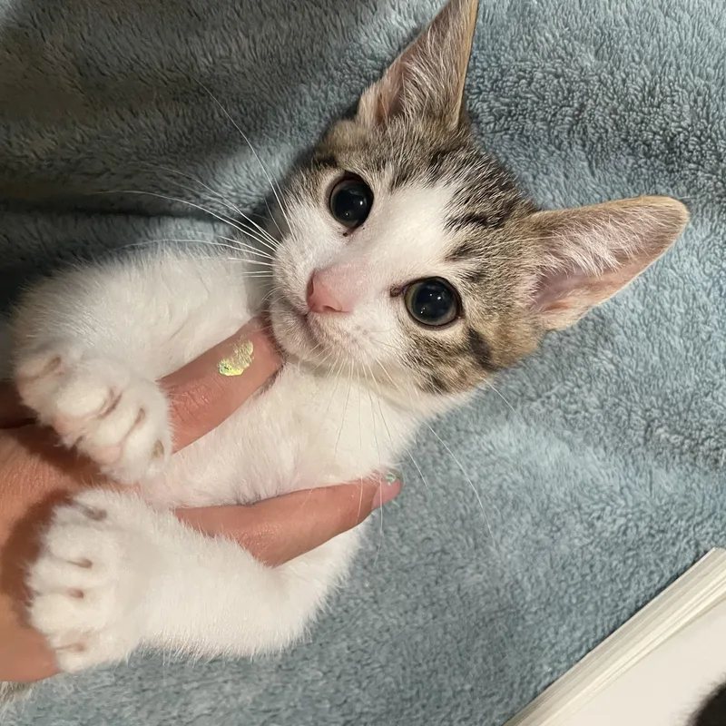 A baby medium-sized female Dilute Calico Domestic Short Hair cat named Mochi for adoption in Haddon Heights, NJ