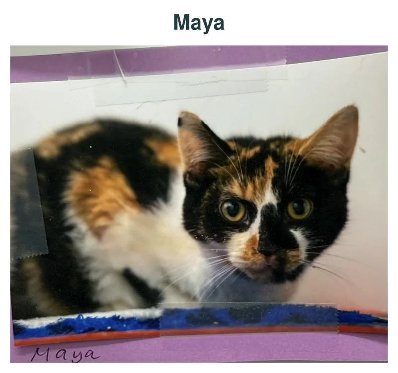 An adult medium-sized female Calico Domestic Short Hair cat named Maya for adoption in Richland Center, WI