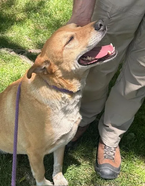 An adult large-sized female Golden Yellow Labrador Retriever dog named Candy for adoption in Albuquerque, NM