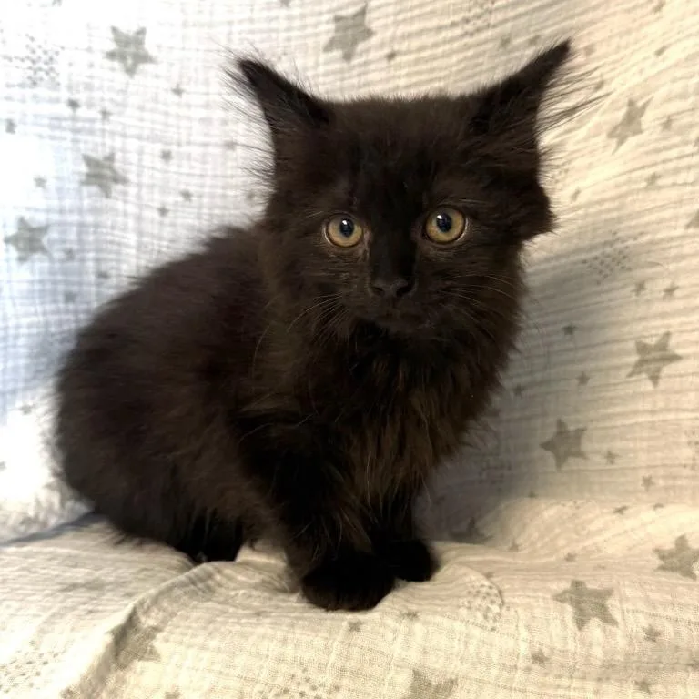 A baby medium-sized female Black Domestic Medium Hair cat named Andromeda for adoption in Greensburg, PA
