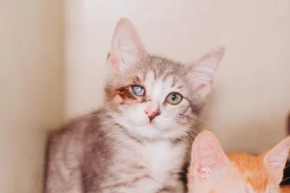A baby small-sized male Domestic Short Hair cat named A Wynkyn for adoption in North Charleston, SC