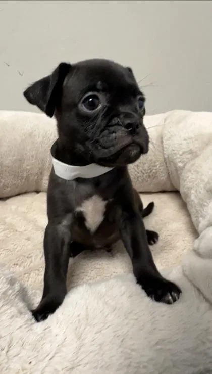 A baby small-sized male Boxer dog named Briscoe for adoption in Lawrenceville, GA