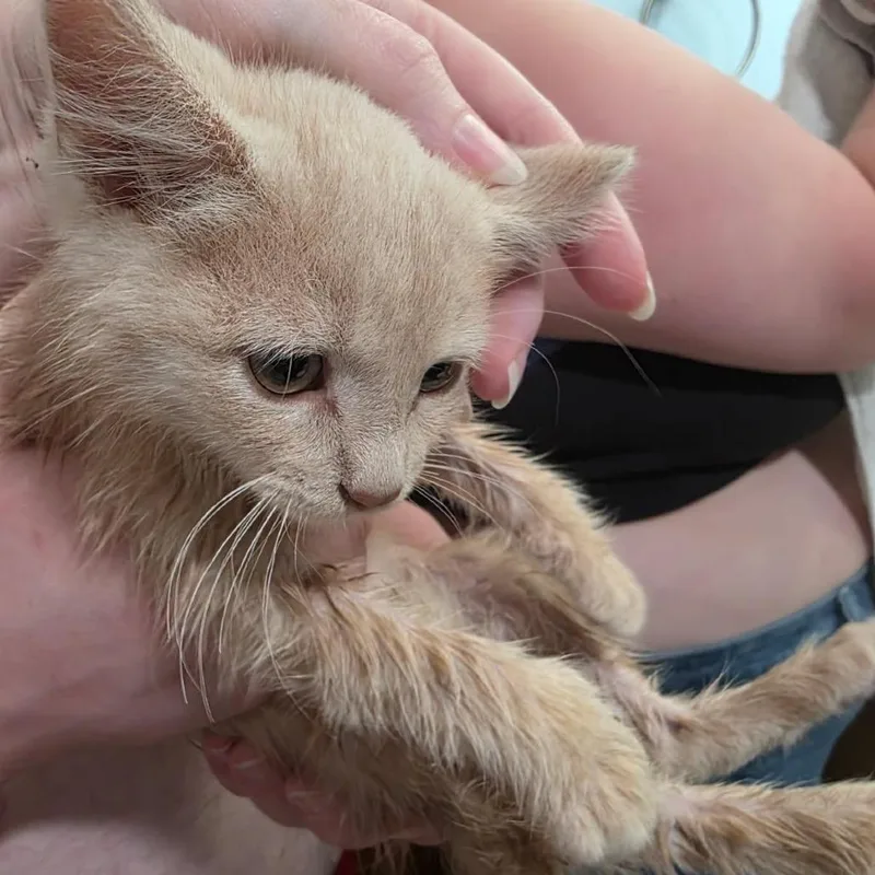 A baby small-sized male Buff / Tan / Fawn Domestic Short Hair cat named Maple for adoption in Rochester, MN