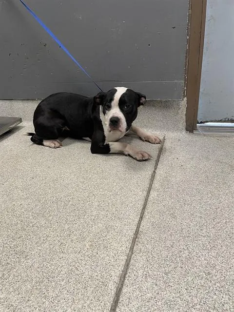 An adult medium-sized female Pit Bull Terrier dog named Truffles for adoption in Tallahassee, FL