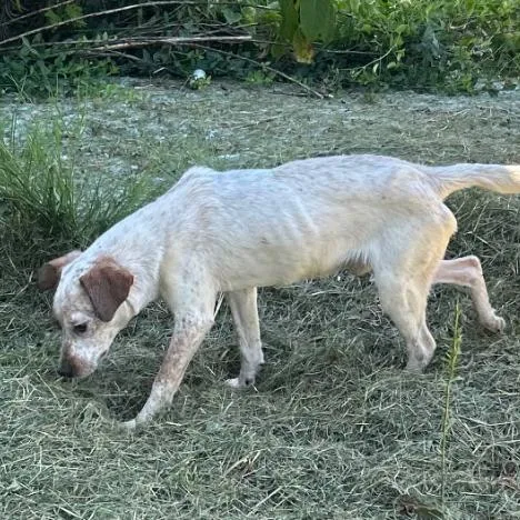 A young small-sized male White / Cream Mixed Breed dog named Mr Moo for adoption in Rogersville, MO