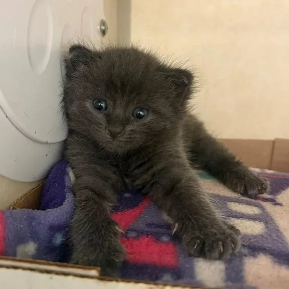 A baby small-sized male Gray / Blue / Silver Domestic Short Hair cat named Goob for adoption in Westminster, CA