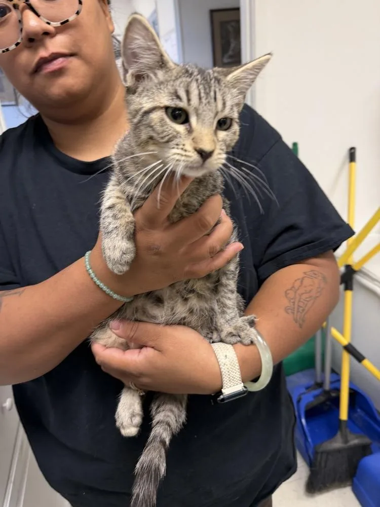 A baby small-sized female Gray / Blue / Silver Domestic Short Hair cat named Annie for adoption in Ontario, CA