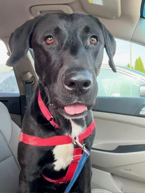 A young large-sized male Black Labrador Retriever dog named Boone for adoption in Elgin, IL