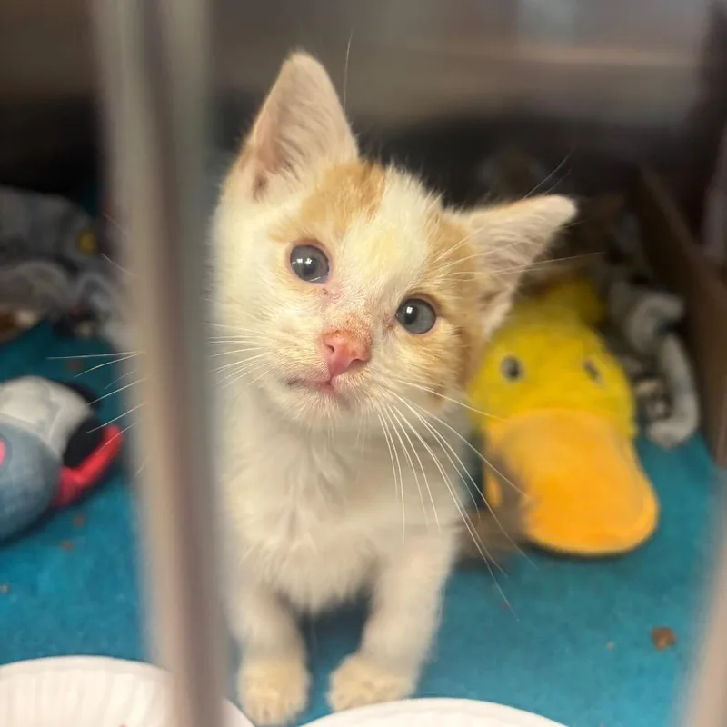 A baby small-sized male White Domestic Short Hair cat named Crunch for adoption in Newark, NJ