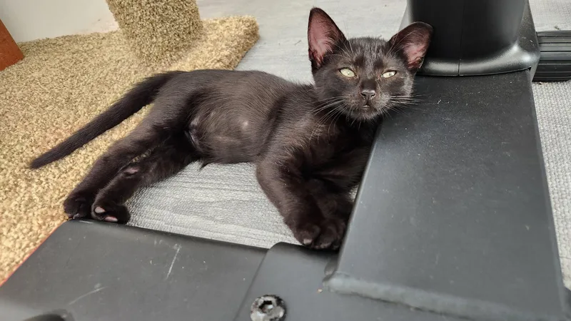 A baby medium-sized female Black Domestic Short Hair cat named Torta  Riley Fuzzell for adoption in Spring, TX