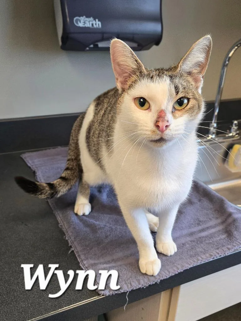 Wynn
