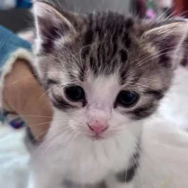 A baby small-sized female Brown / Chocolate Domestic Short Hair cat named Ivy C for adoption in Princeton, MN