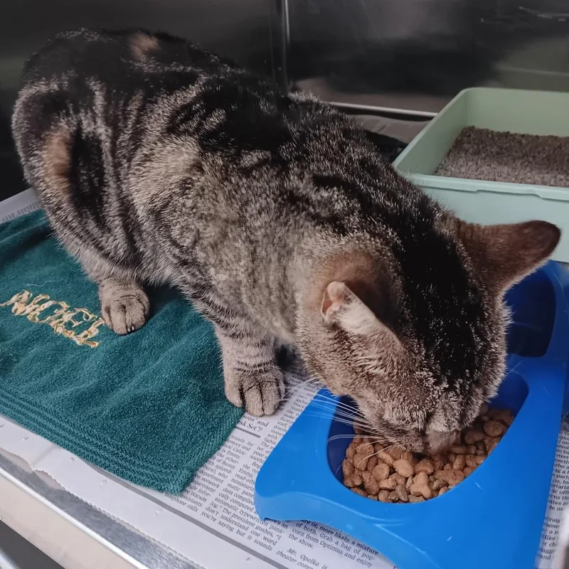 An adult medium-sized female Brown / Chocolate Domestic Short Hair cat named Raja for adoption in Auburn, AL