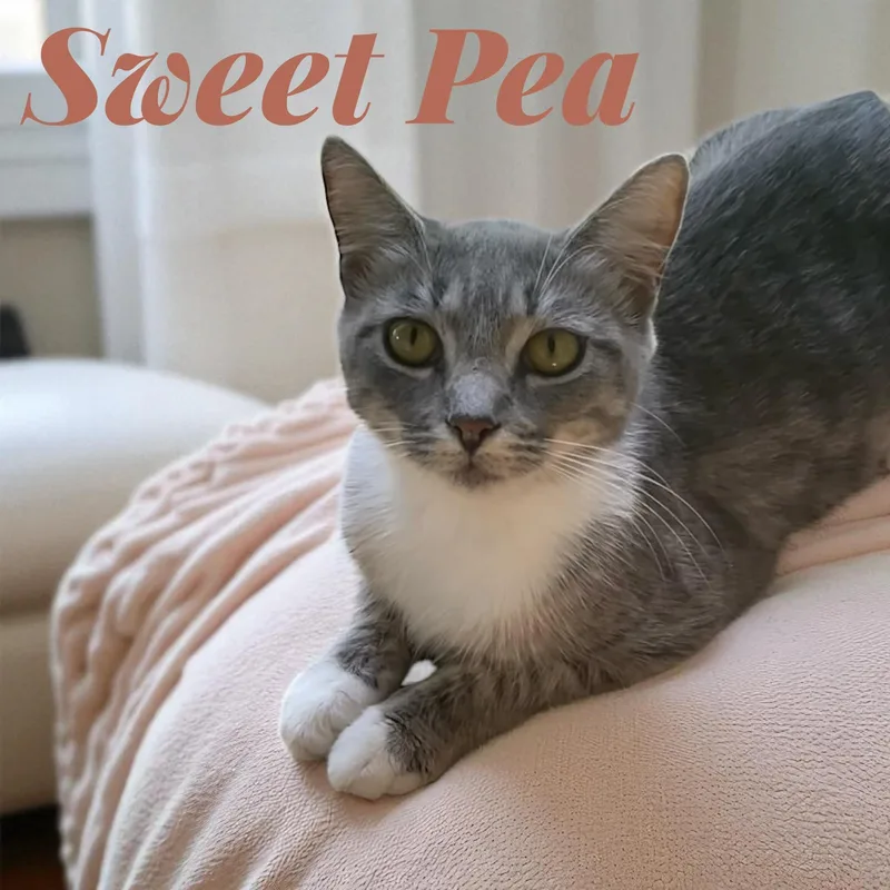 Sweet Pea  Sc