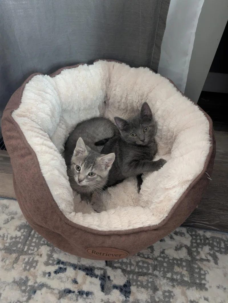 A baby medium-sized female Domestic Short Hair cat named Rain for adoption