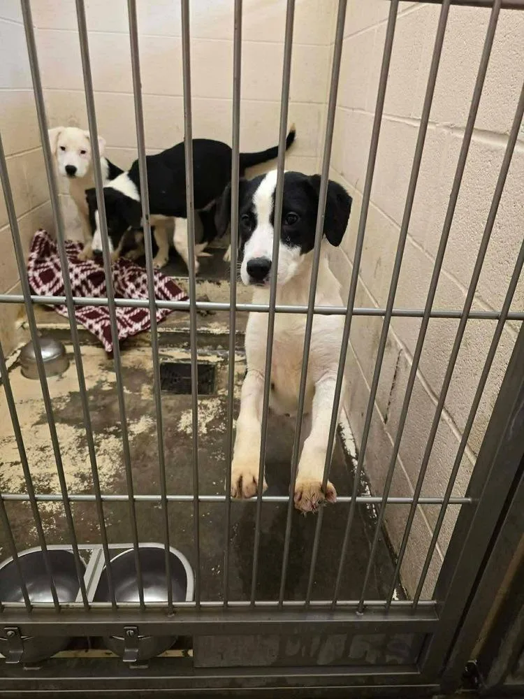 Pike : Chomper thumbnail 2