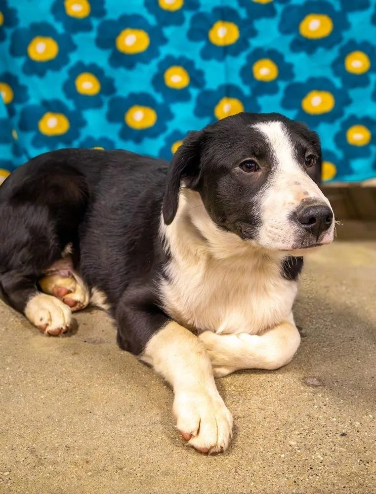 Pike : Chomper thumbnail 3