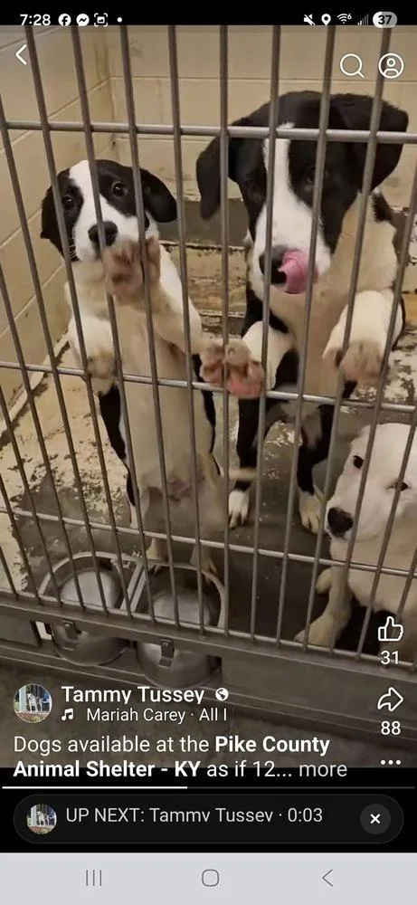 Pike : Chomper thumbnail 4