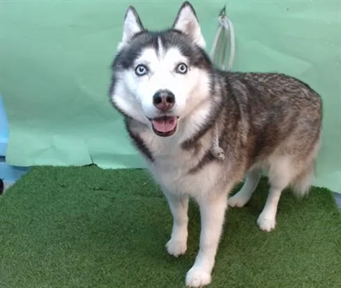 An adult large-sized female Siberian Husky dog named Lady for adoption in Gardena, CA