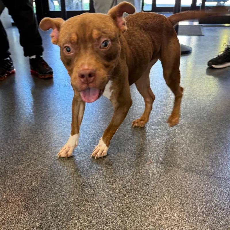 An adult medium-sized female Mixed Breed dog named LVHStray for adoption in Allentown, PA
