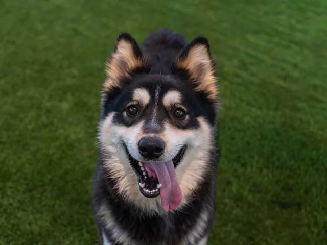 A young small-sized male Siberian Husky dog named Hubble for adoption in Martinez, CA