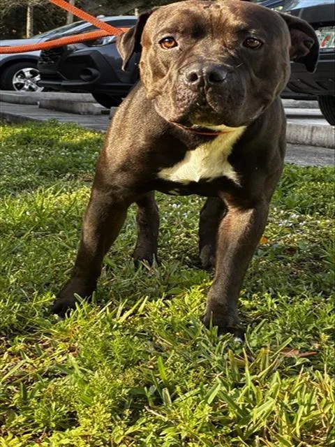 An adult large-sized male American Staffordshire Terrier dog named Duke for adoption in Fort Lauderdale, FL
