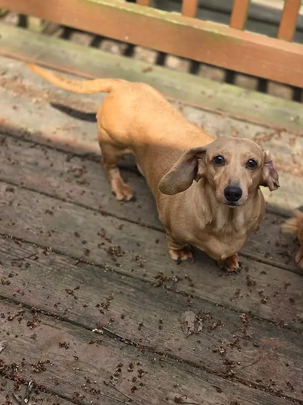 An adult small-sized female Apricot / Beige Dachshund dog named Daffofil for adoption in New York, NY
