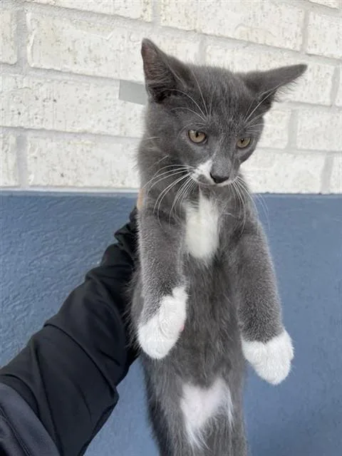 A baby small-sized male Domestic Short Hair cat named Green for adoption in Houston, TX