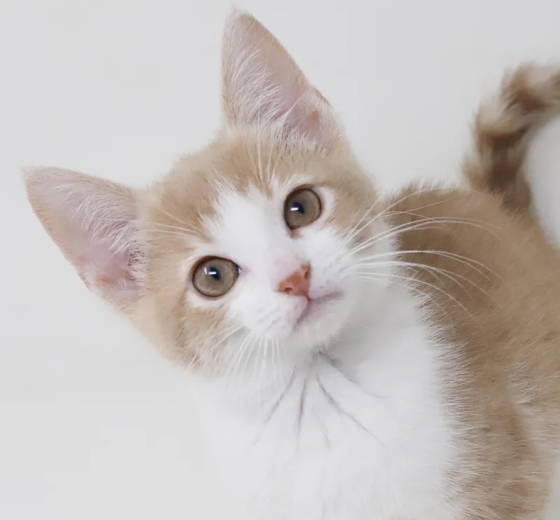 A baby small-sized female Orange / Red Tabby cat named Dandelion is a dream for adoption in Bedford Hills, NY