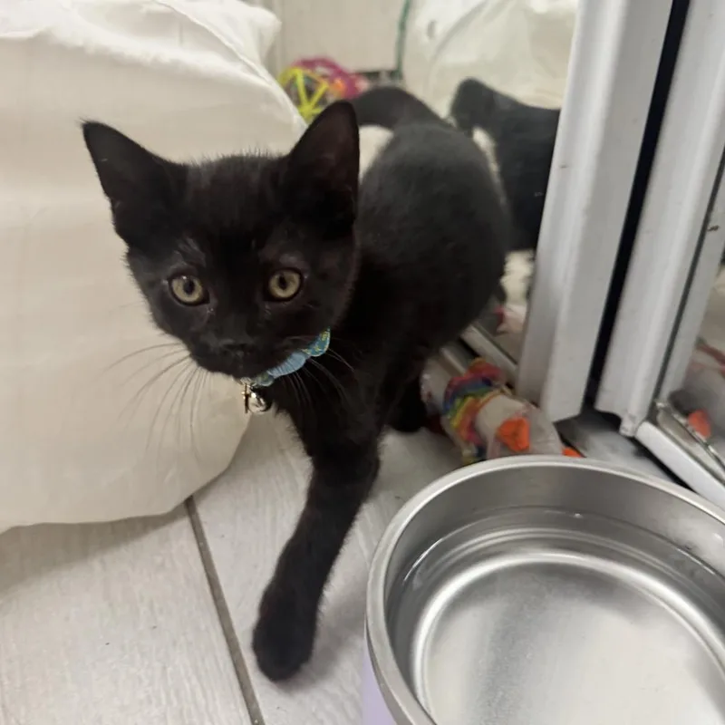 A baby small-sized male Domestic Short Hair cat named Cobalt Dorn for adoption in Dallas, TX