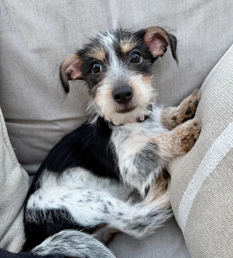 A baby small-sized female Dachshund dog named Five Star for adoption in Palo Alto, CA