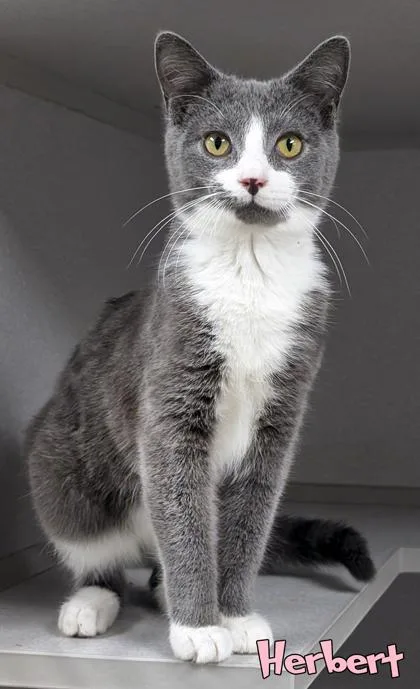 A baby small-sized male Domestic Short Hair cat named Herbert for adoption in Mason, MI