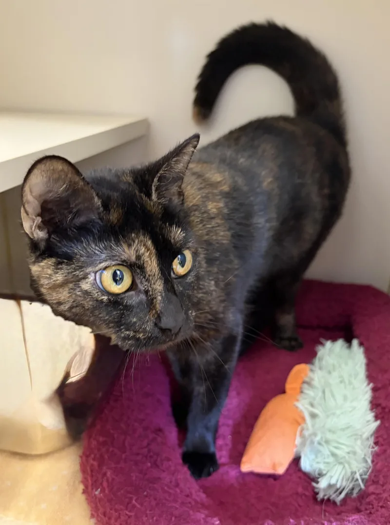 An adult medium-sized female Tortoiseshell Domestic Short Hair cat named Muffin Top for adoption in Somerset, NJ