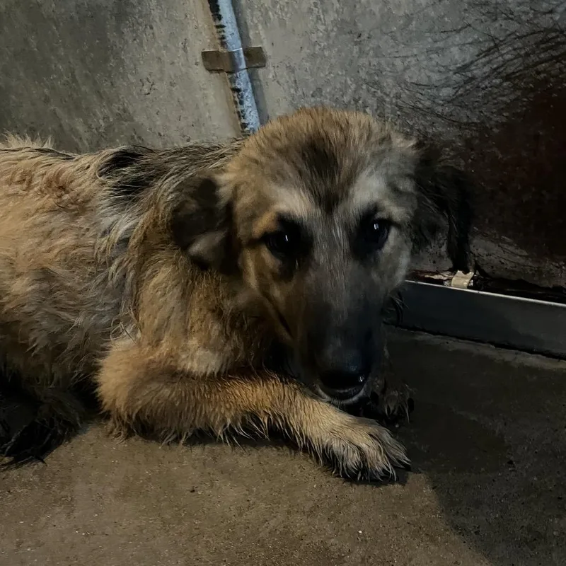 A young medium-sized female Brown / Chocolate Shepherd dog named Ashanti for adoption in Edinburg, TX