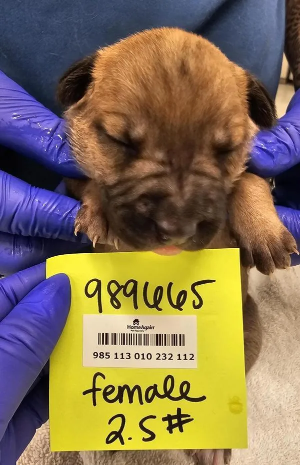 Chalice