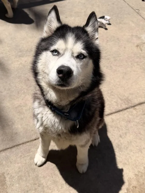 Luisito