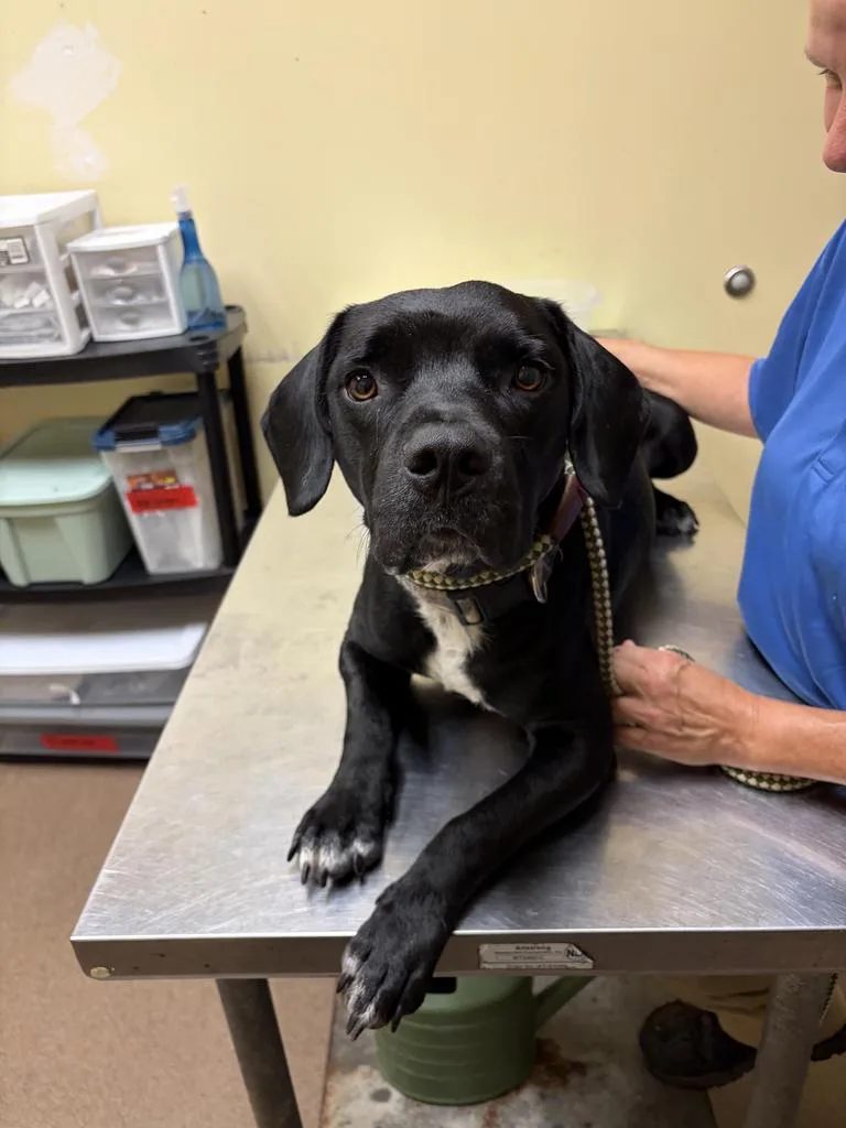 An adult medium-sized male Mixed Breed dog named Whatchamacallit✅ for adoption in Florence, SC