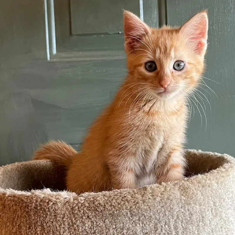 A baby small-sized female Orange / Red Domestic Short Hair cat named Carmen for adoption in Winchester, VA